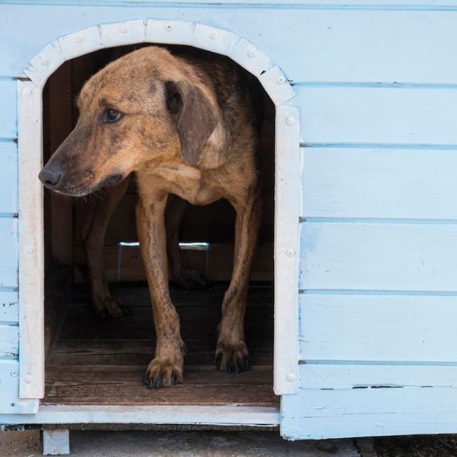 Comment construire une niche pour chien