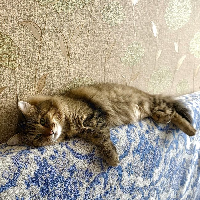 Un chat tigré duveteux confortablement installé sur un canapé à motifs floraux à l'intérieur.