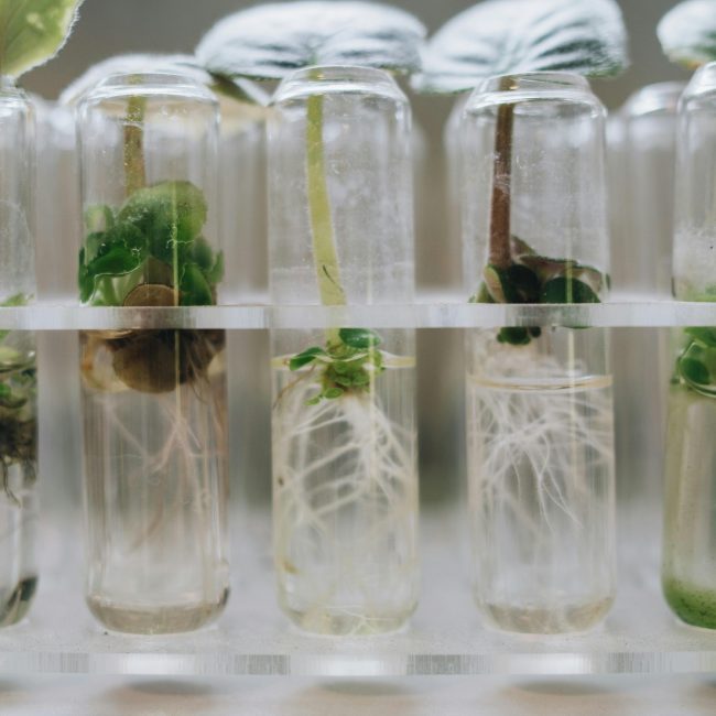 Gros plan sur une culture de tissus végétaux en tubes à essai en laboratoire illustrant la micropropagation.