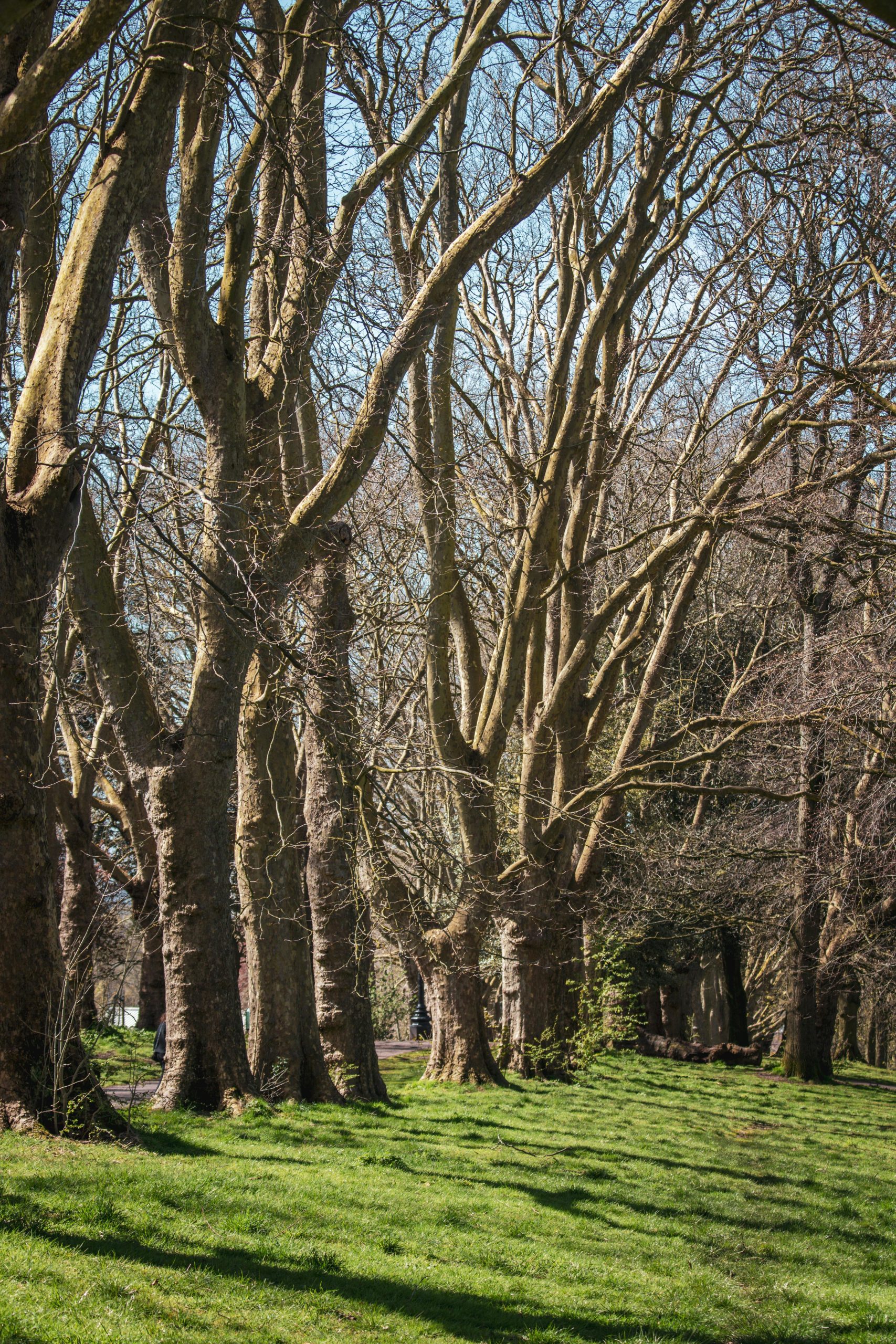 Conseils experts pour la plantation du cyprès de haie