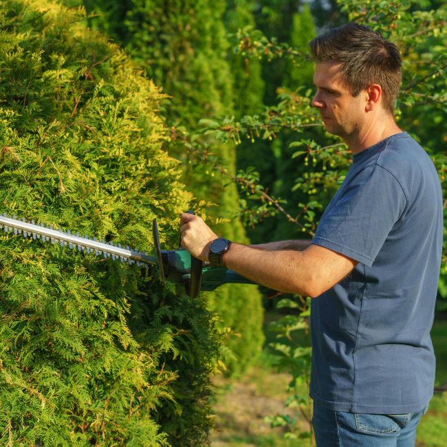 Homme taillant une haie avec un taille-haie électrique dans un jardin ensoleillé.