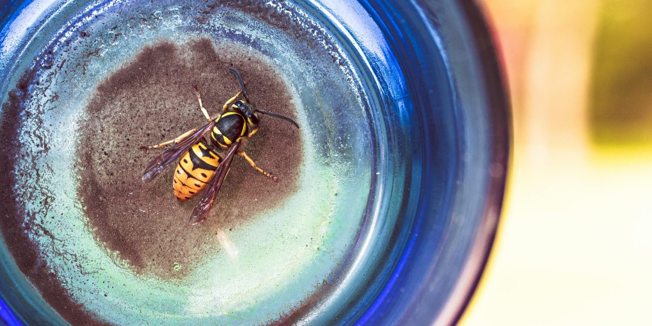 Une guêpe capturée sous un verre, mettant en valeur ses couleurs vives et ses détails.