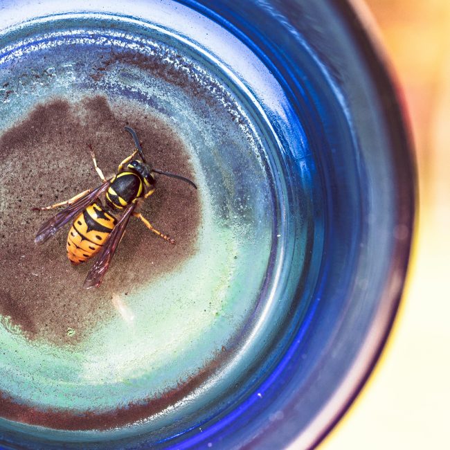 Une guêpe capturée sous un verre, mettant en valeur ses couleurs vives et ses détails.