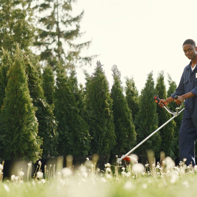 Experte jardinière en salopette utilisant un taille-haie pour entretenir une haie verte luxuriante en plein jour