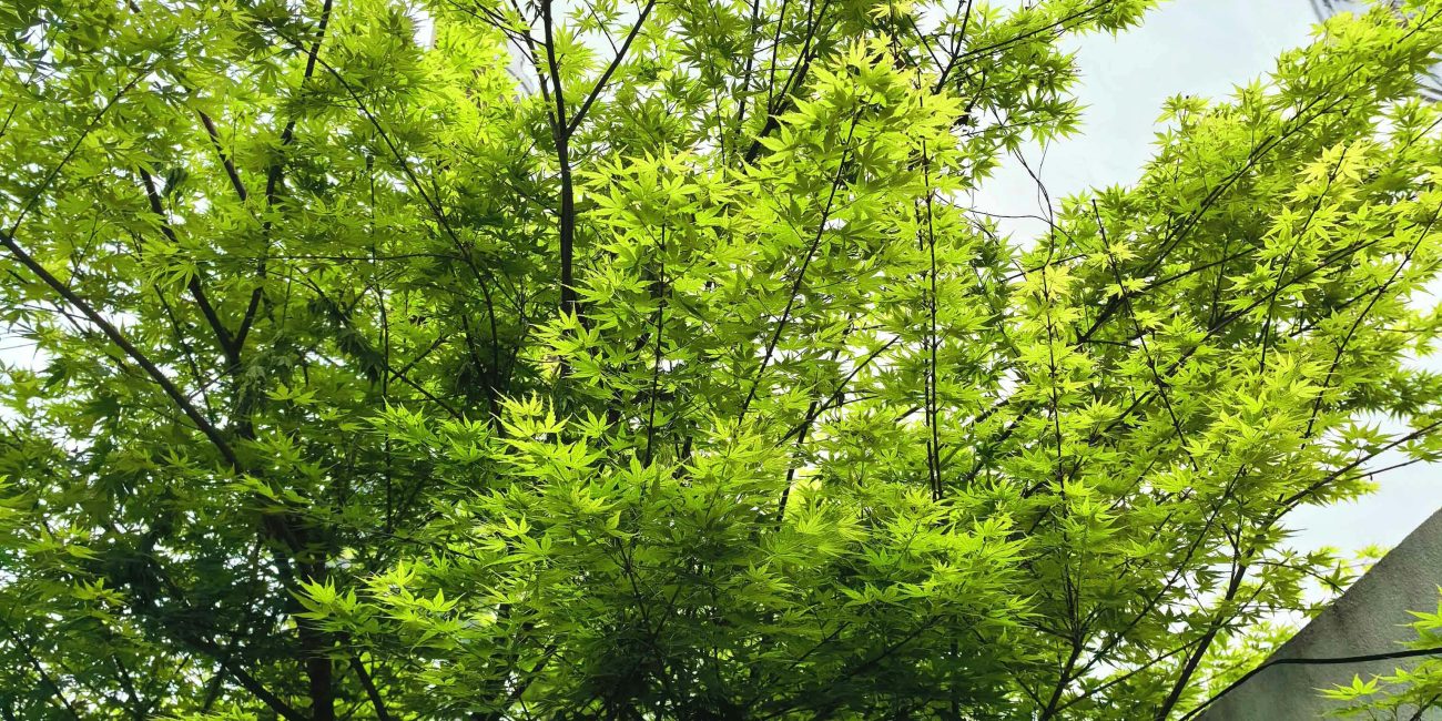 Vibrantes branches d'érable s'étendant contre un bâtiment, mettant en valeur la beauté naturelle et l'architecture urbaine.