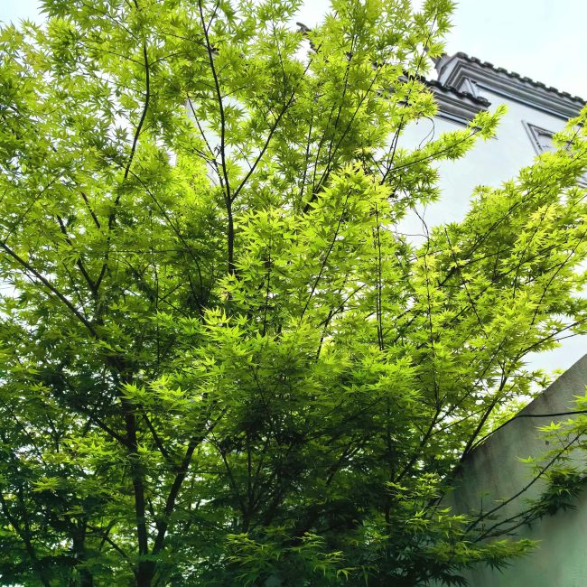 Vibrantes branches d'érable s'étendant contre un bâtiment, mettant en valeur la beauté naturelle et l'architecture urbaine.
