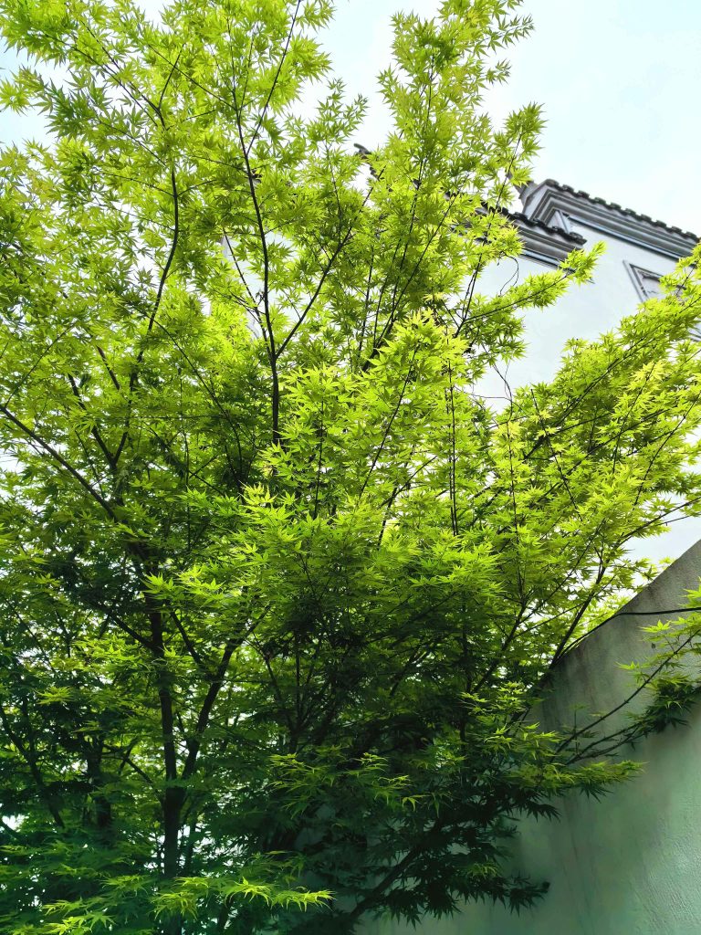 Vibrantes branches d'érable s'étendant contre un bâtiment, mettant en valeur la beauté naturelle et l'architecture urbaine.