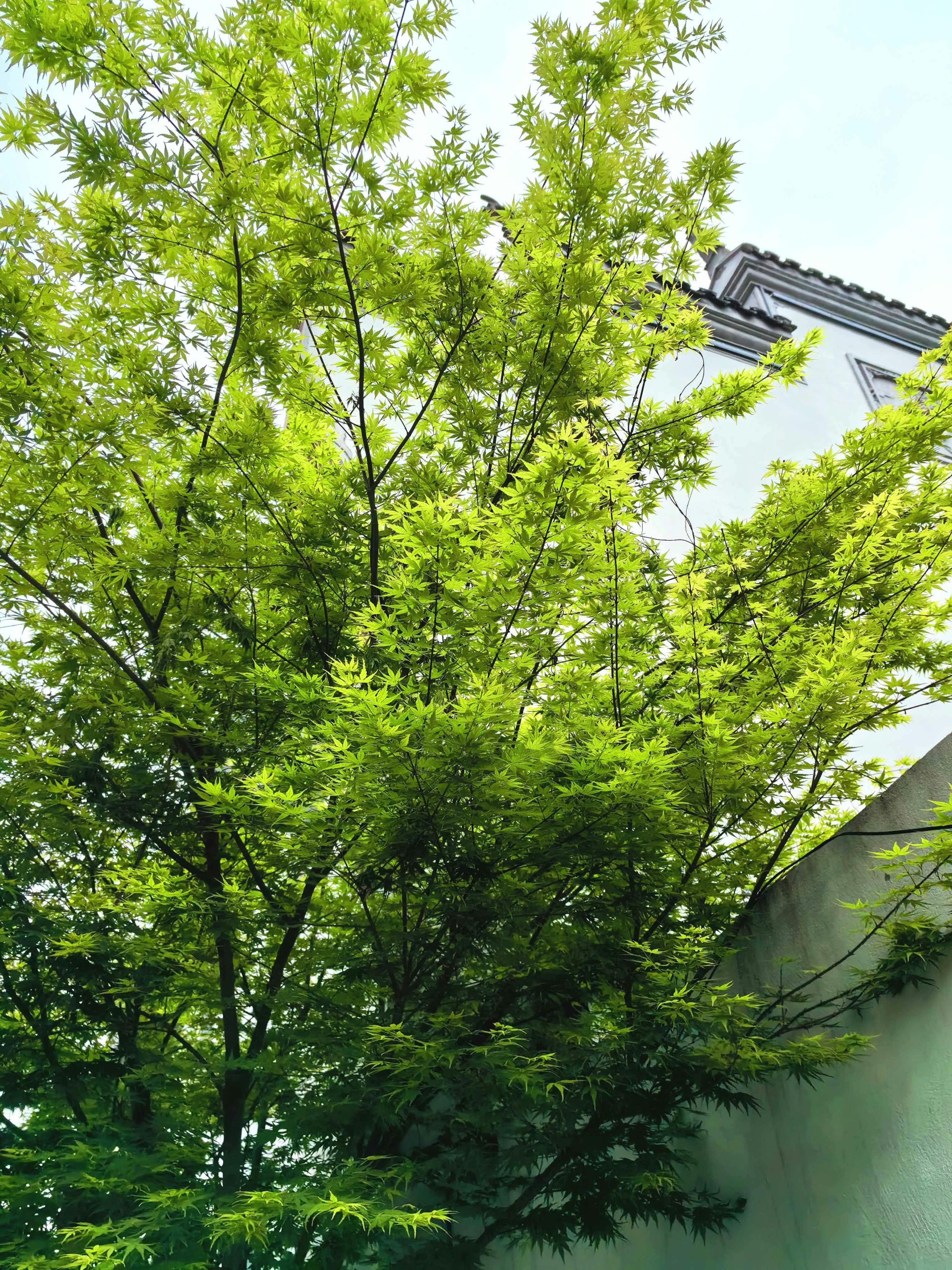 Vibrantes branches d'érable s'étendant contre un bâtiment, mettant en valeur la beauté naturelle et l'architecture urbaine.