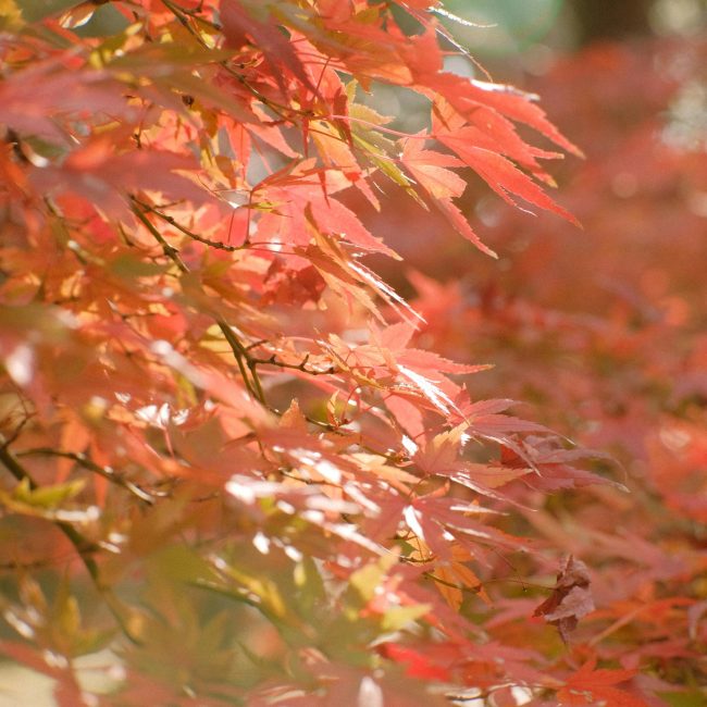 Close-up de feuilles d'érable orange vif baignant dans la chaude lumière du soleil d'automne.