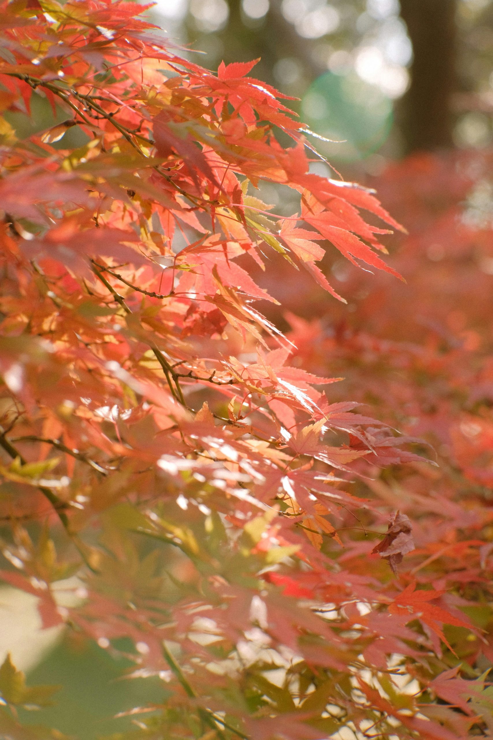 Close-up de feuilles d'érable orange vif baignant dans la chaude lumière du soleil d'automne.