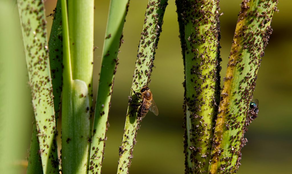 Rapprochement d'image de tiges de plantes infestées de pucerons, mettant en évidence l'interaction des insectes.