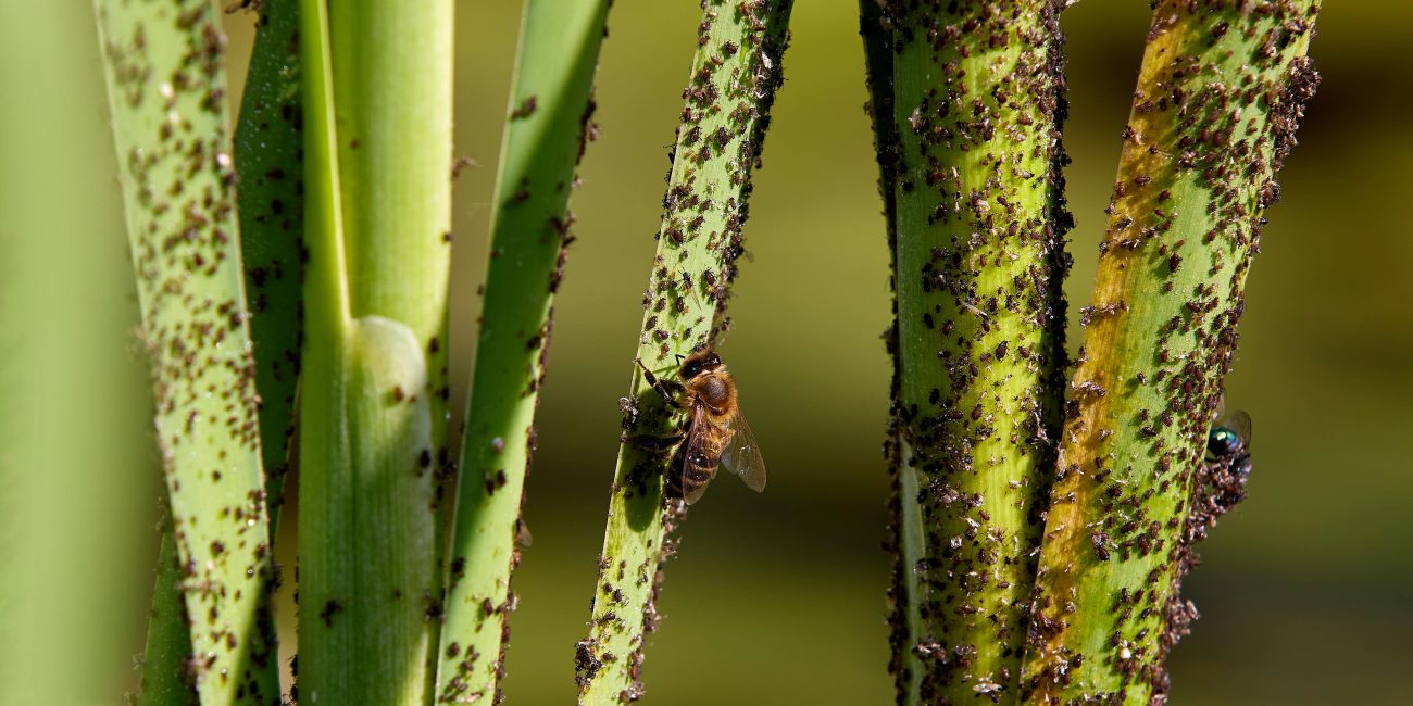 Rapprochement d'image de tiges de plantes infestées de pucerons, mettant en évidence l'interaction des insectes.