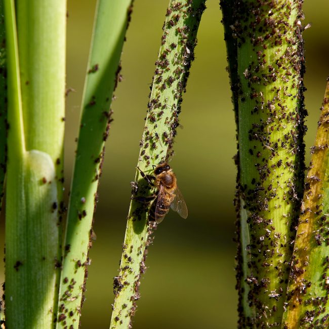 Rapprochement d'image de tiges de plantes infestées de pucerons, mettant en évidence l'interaction des insectes.