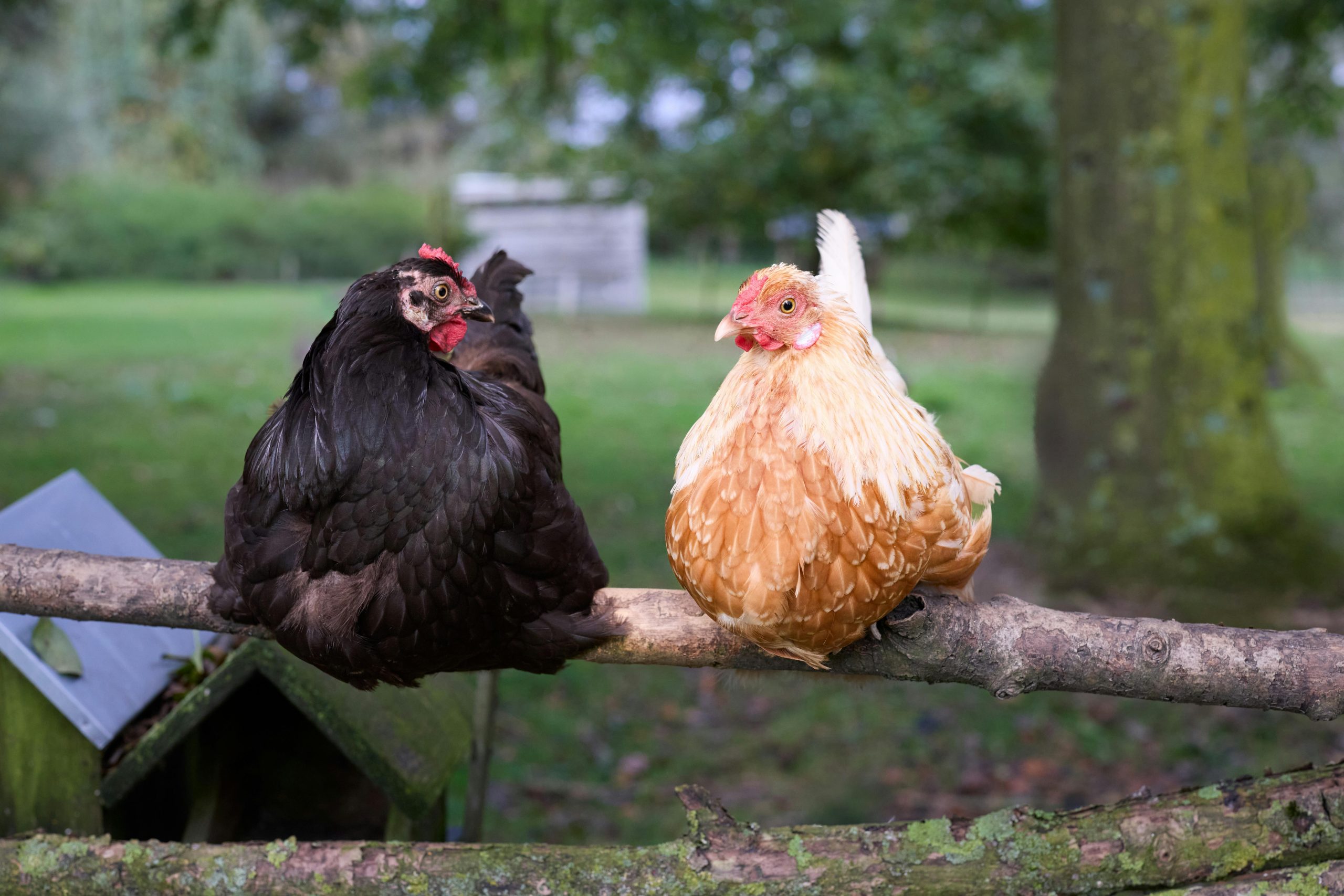 Construction d'un perchoir pour poules