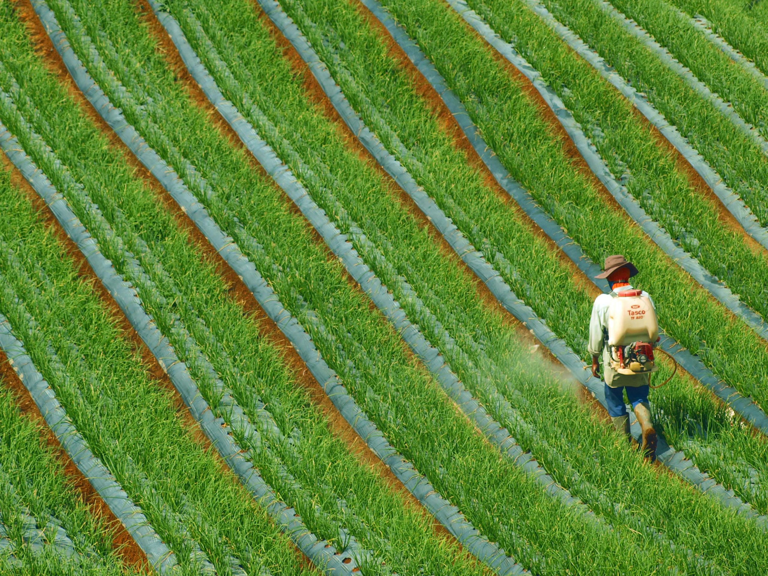 Application efficace d'un désherbant professionnel longue durée