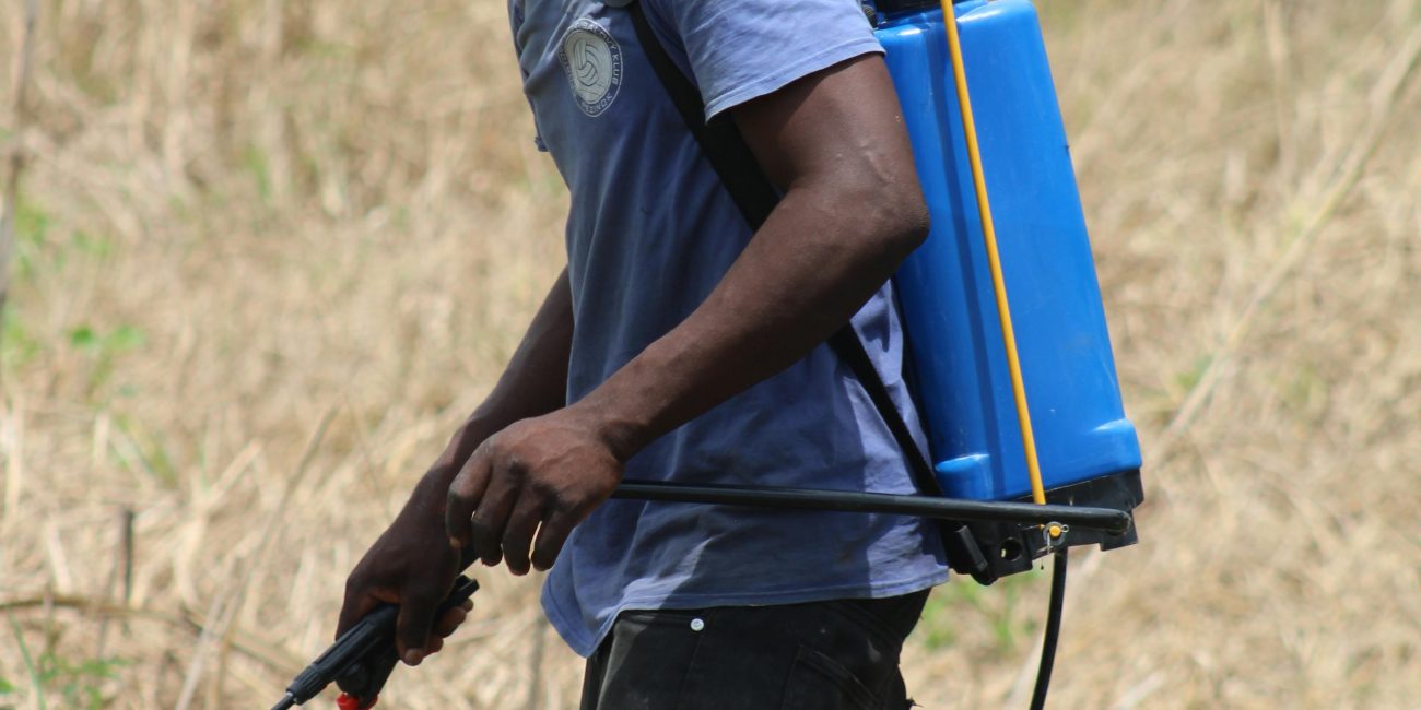 Un agriculteur au Ghana utilisant un pulvérisateur dorsal pour traiter les cultures dans un champ sec.