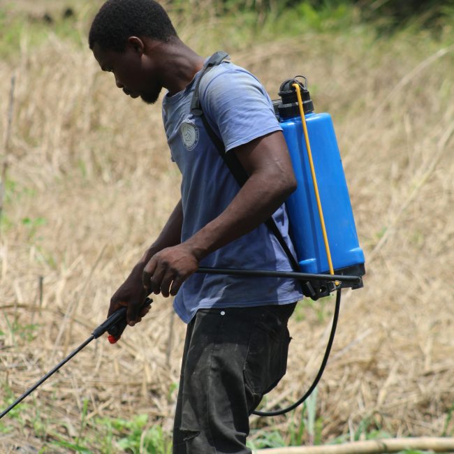Un agriculteur au Ghana utilisant un pulvérisateur dorsal pour traiter les cultures dans un champ sec.