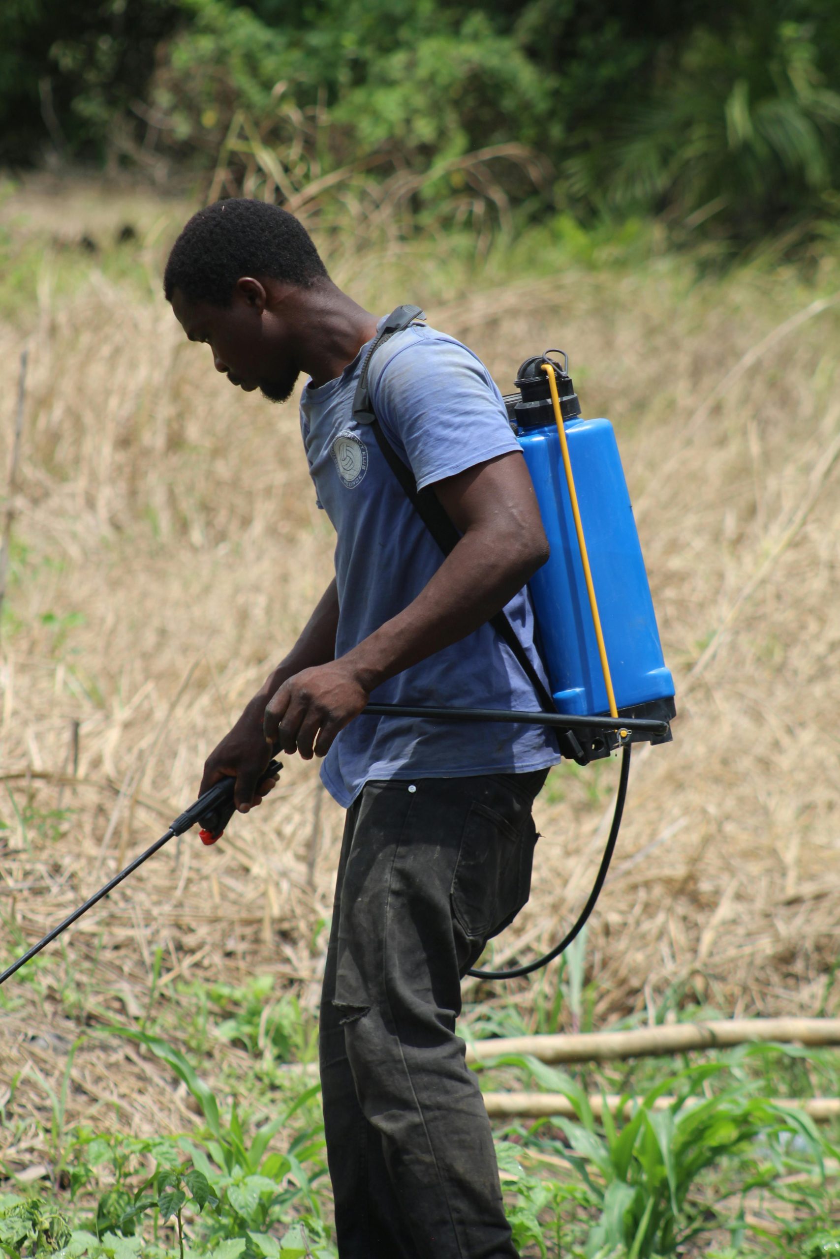 Un agriculteur au Ghana utilisant un pulvérisateur dorsal pour traiter les cultures dans un champ sec.