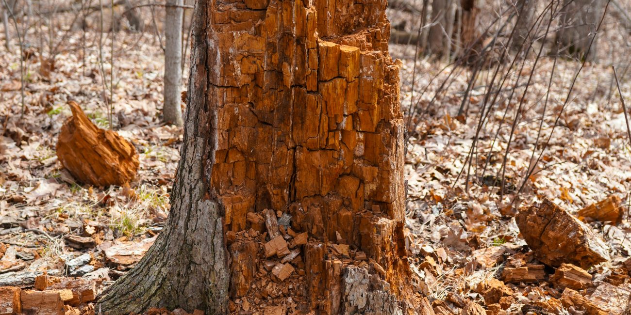 Gros plan d'une souche d'arbre pourrie entourée de feuilles d'automne dans une forêt.