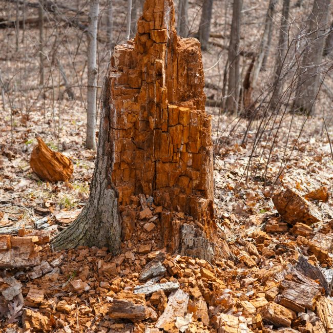 Gros plan d'une souche d'arbre pourrie entourée de feuilles d'automne dans une forêt.