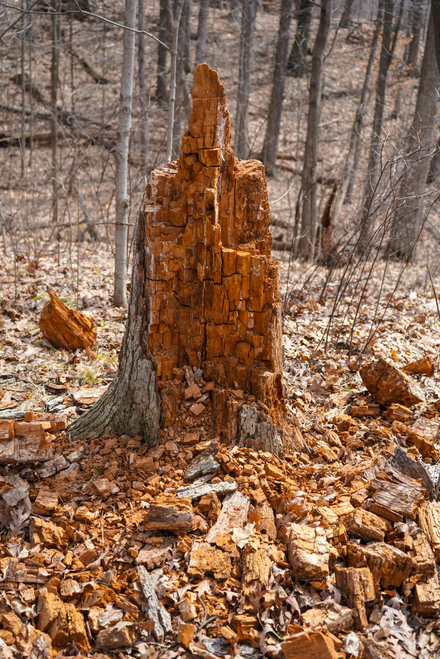 Gros plan d'une souche d'arbre pourrie entourée de feuilles d'automne dans une forêt.