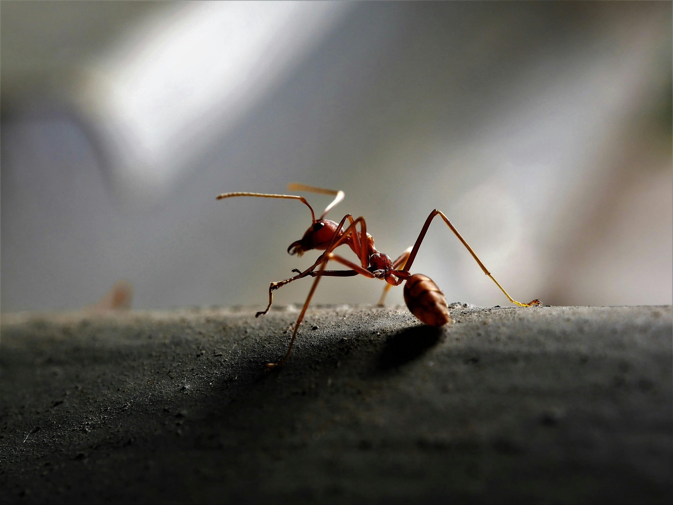 Signification spirituelle de la présence de fourmis au domicile