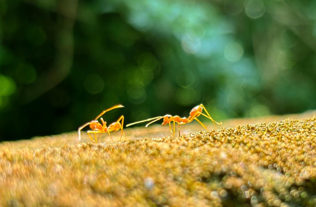 Gros plan de deux fourmis tisserandes marchant sur une surface moussue avec un arrière-plan vert flou.