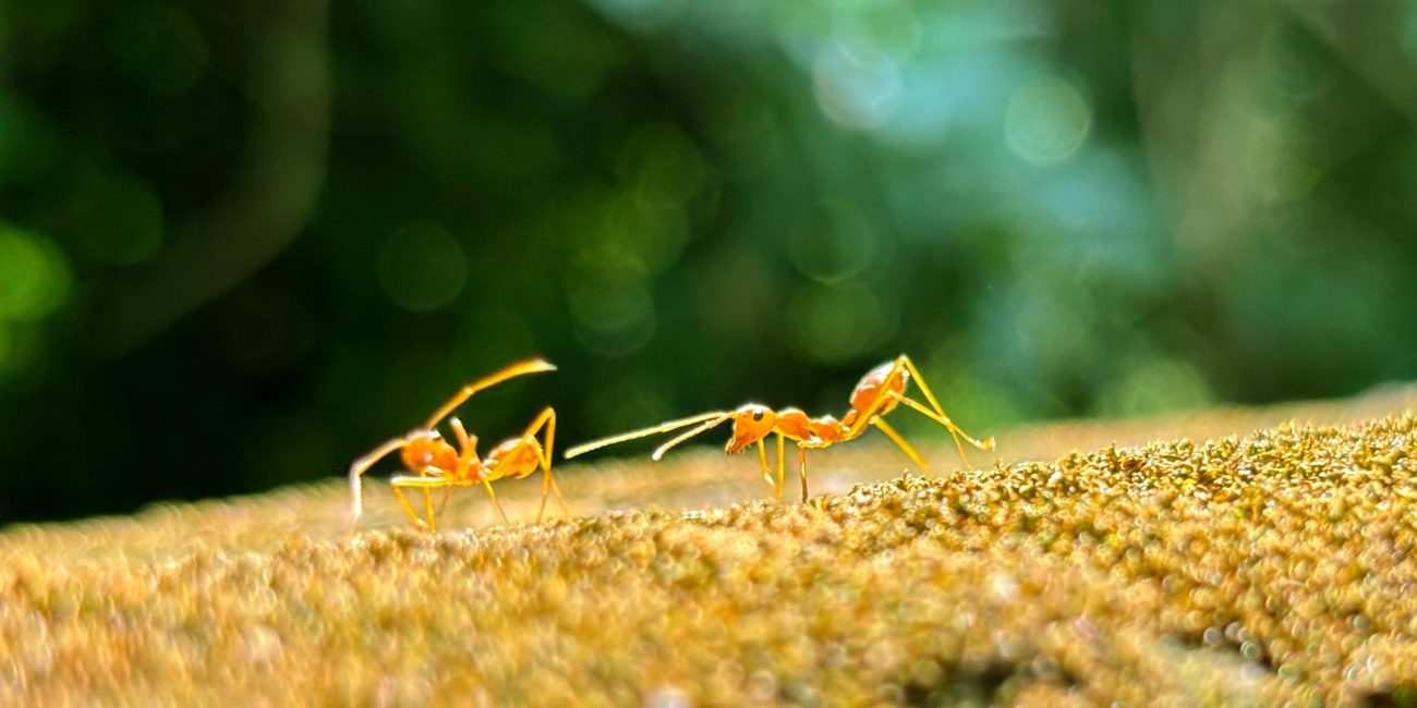 Gros plan de deux fourmis tisserandes marchant sur une surface moussue avec un arrière-plan vert flou.