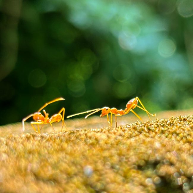 Gros plan de deux fourmis tisserandes marchant sur une surface moussue avec un arrière-plan vert flou.