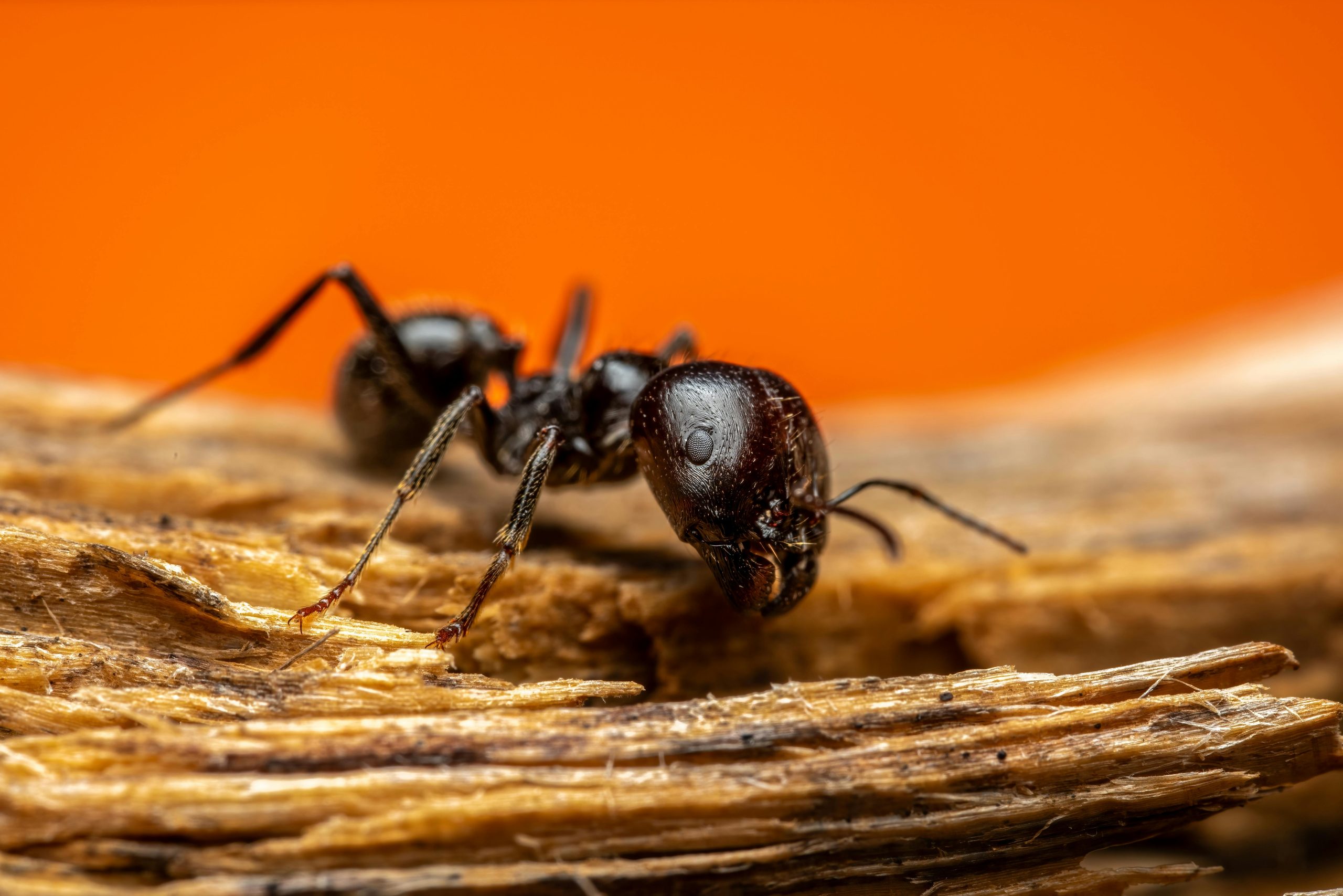 Symbolique et actions contre les fourmis dans la maison