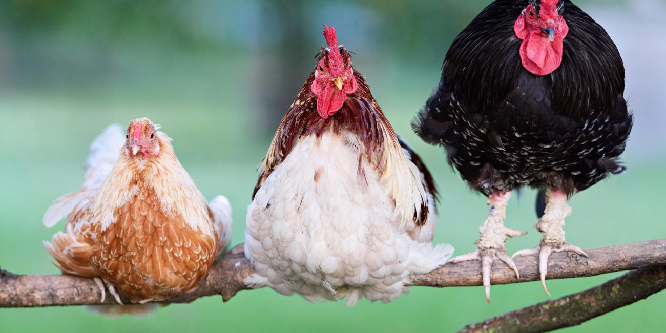 Trois poules colorées perchées sur une branche, mettant en valeur leurs plumes vibrantes dans un cadre de jardin rural.