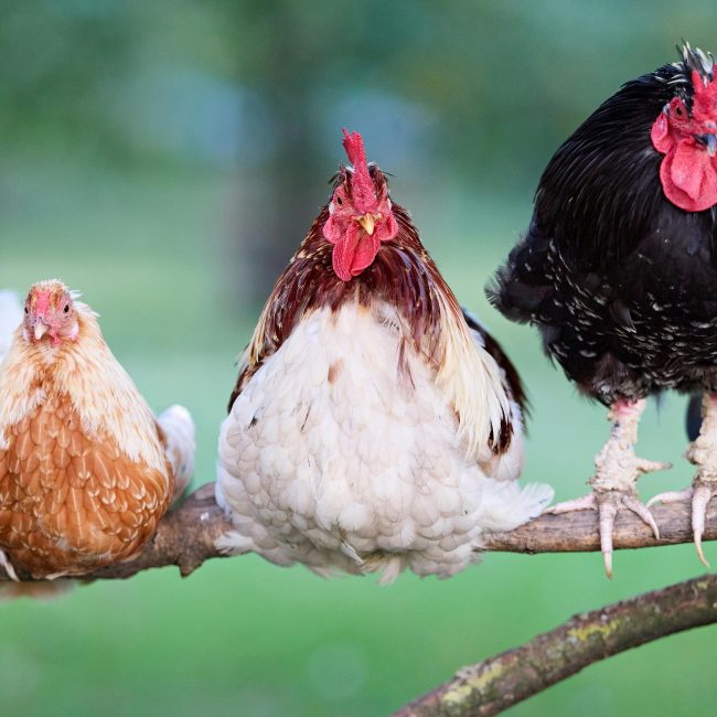 Trois poules colorées perchées sur une branche, mettant en valeur leurs plumes vibrantes dans un cadre de jardin rural.