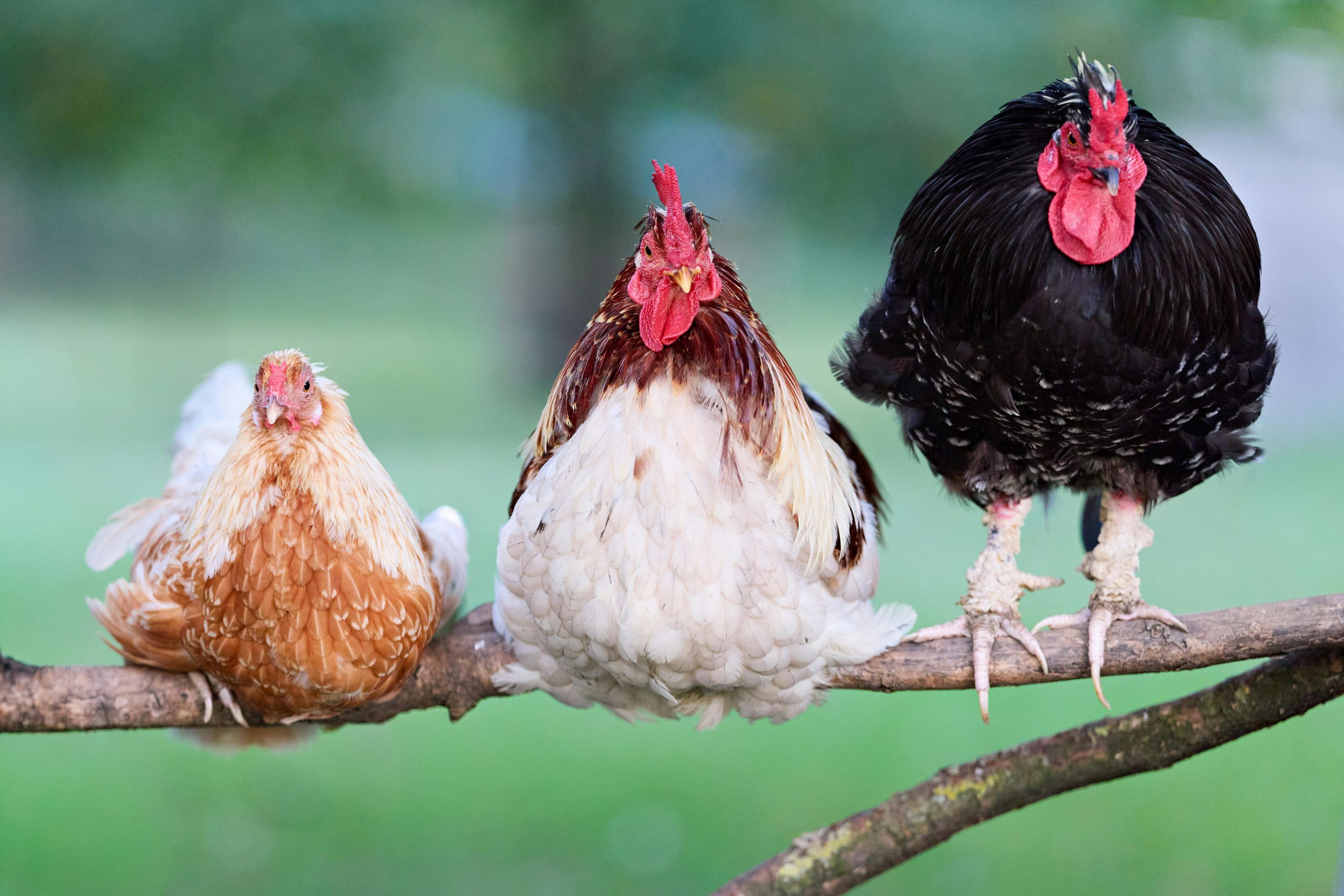 Trois poules colorées perchées sur une branche, mettant en valeur leurs plumes vibrantes dans un cadre de jardin rural.