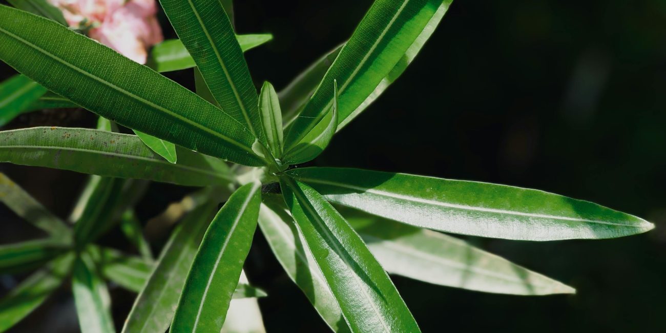 Detailed image of green oleander leaves with pink flowers in sunlight. Image détaillée de feuilles d'oléandre vert avec des fleurs roses à la lumière du soleil.