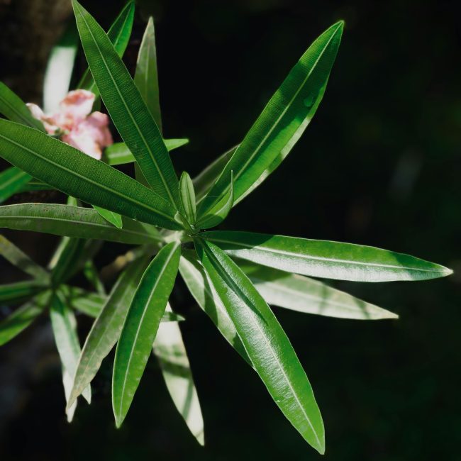 Detailed image of green oleander leaves with pink flowers in sunlight. Image détaillée de feuilles d'oléandre vert avec des fleurs roses à la lumière du soleil.