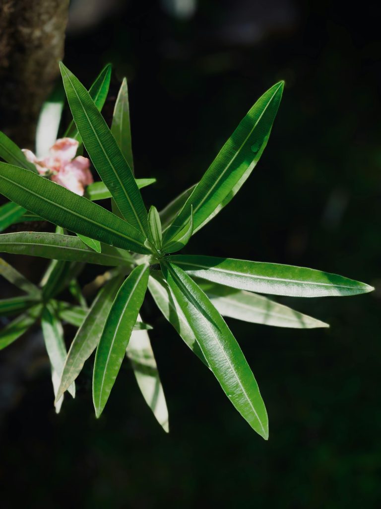 Detailed image of green oleander leaves with pink flowers in sunlight. Image détaillée de feuilles d'oléandre vert avec des fleurs roses à la lumière du soleil.