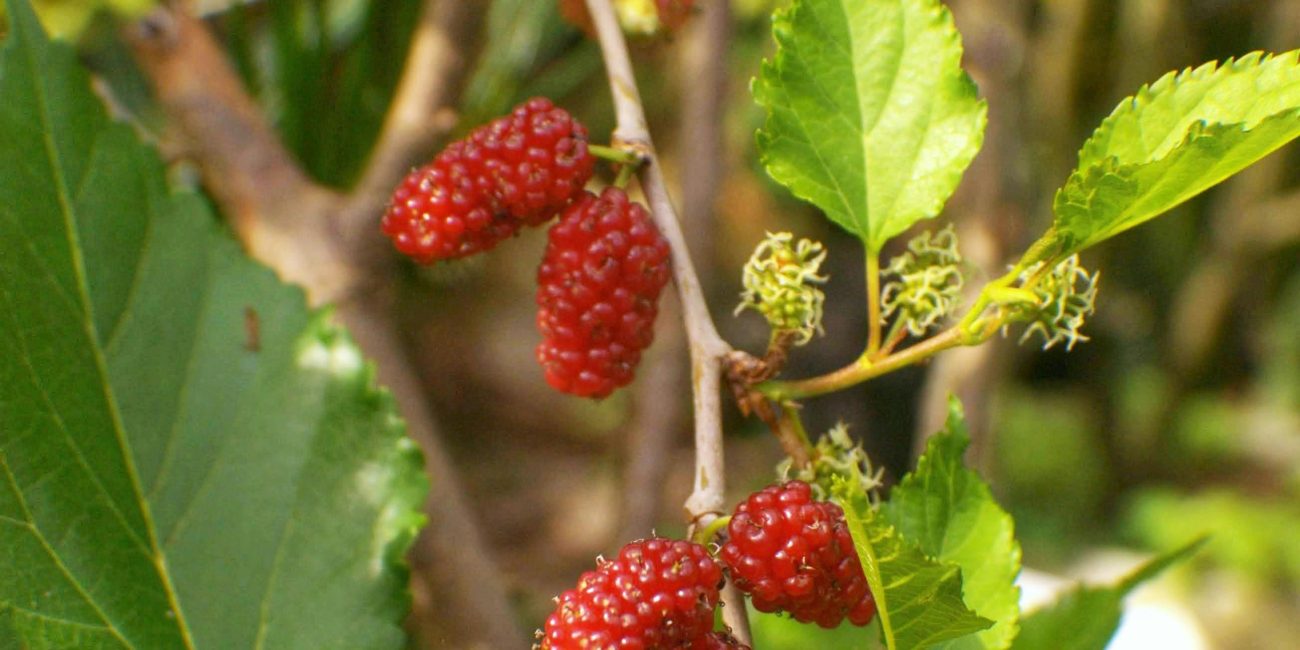Vibrant red mulberries on a branch in West Java, Indonesia, showcasing lush greenery. Mûres rouges vibrantes sur une branche en Java occidental, Indonésie, mettant en valeur une verdure luxuriante.