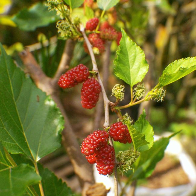 Vibrant red mulberries on a branch in West Java, Indonesia, showcasing lush greenery. Mûres rouges vibrantes sur une branche en Java occidental, Indonésie, mettant en valeur une verdure luxuriante.