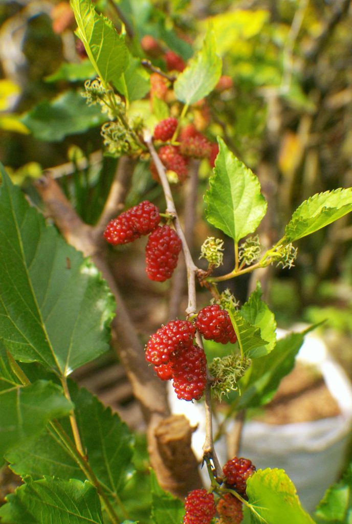 Vibrant red mulberries on a branch in West Java, Indonesia, showcasing lush greenery. Mûres rouges vibrantes sur une branche en Java occidental, Indonésie, mettant en valeur une verdure luxuriante.