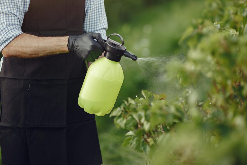 Close-up of a gardener using a manual sprayer on bushes outdoors, focusing on plant care. Gros plan d'un jardinier utilisant un pulvérisateur manuel sur des buissons à l'extérieur, en se concentrant sur les soins des plantes.