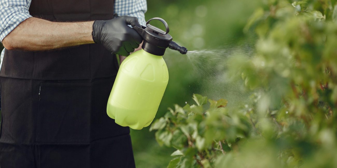 Close-up of a gardener using a manual sprayer on bushes outdoors, focusing on plant care. Gros plan d'un jardinier utilisant un pulvérisateur manuel sur des buissons à l'extérieur, en se concentrant sur les soins des plantes.