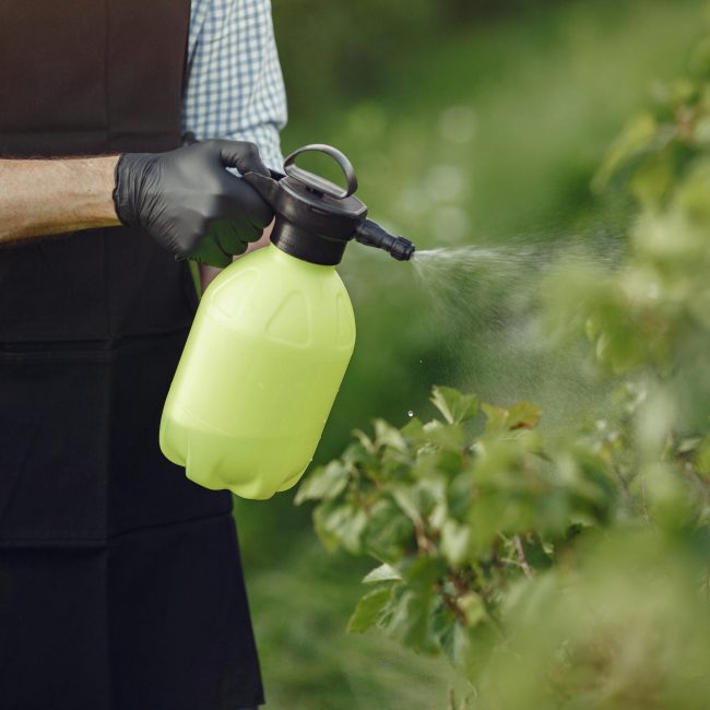Close-up of a gardener using a manual sprayer on bushes outdoors, focusing on plant care. Gros plan d'un jardinier utilisant un pulvérisateur manuel sur des buissons à l'extérieur, en se concentrant sur les soins des plantes.