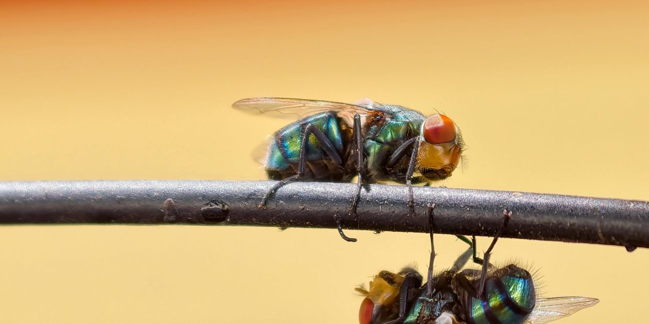 Close-up of two flies exhibiting vivid colors atop a wire against a blurred background. Gros plan de deux mouches présentant des couleurs vives au-dessus d'un fil sur un fond flou.