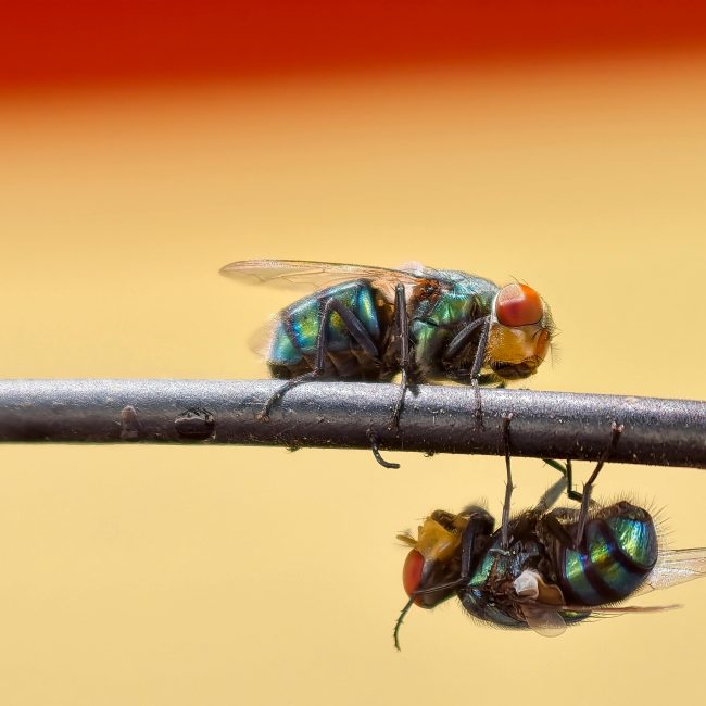 Close-up of two flies exhibiting vivid colors atop a wire against a blurred background. Gros plan de deux mouches présentant des couleurs vives au-dessus d'un fil sur un fond flou.