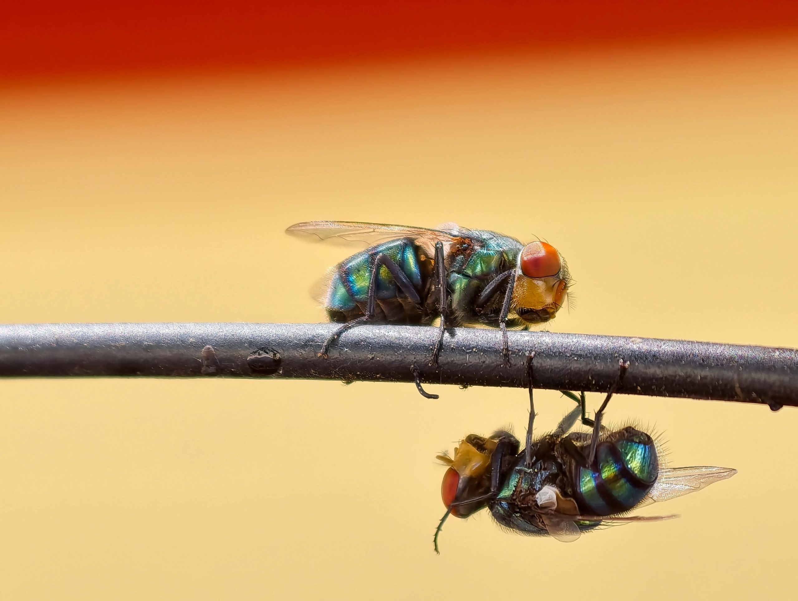 Invasion de mouches dans une maison - signification symbolique