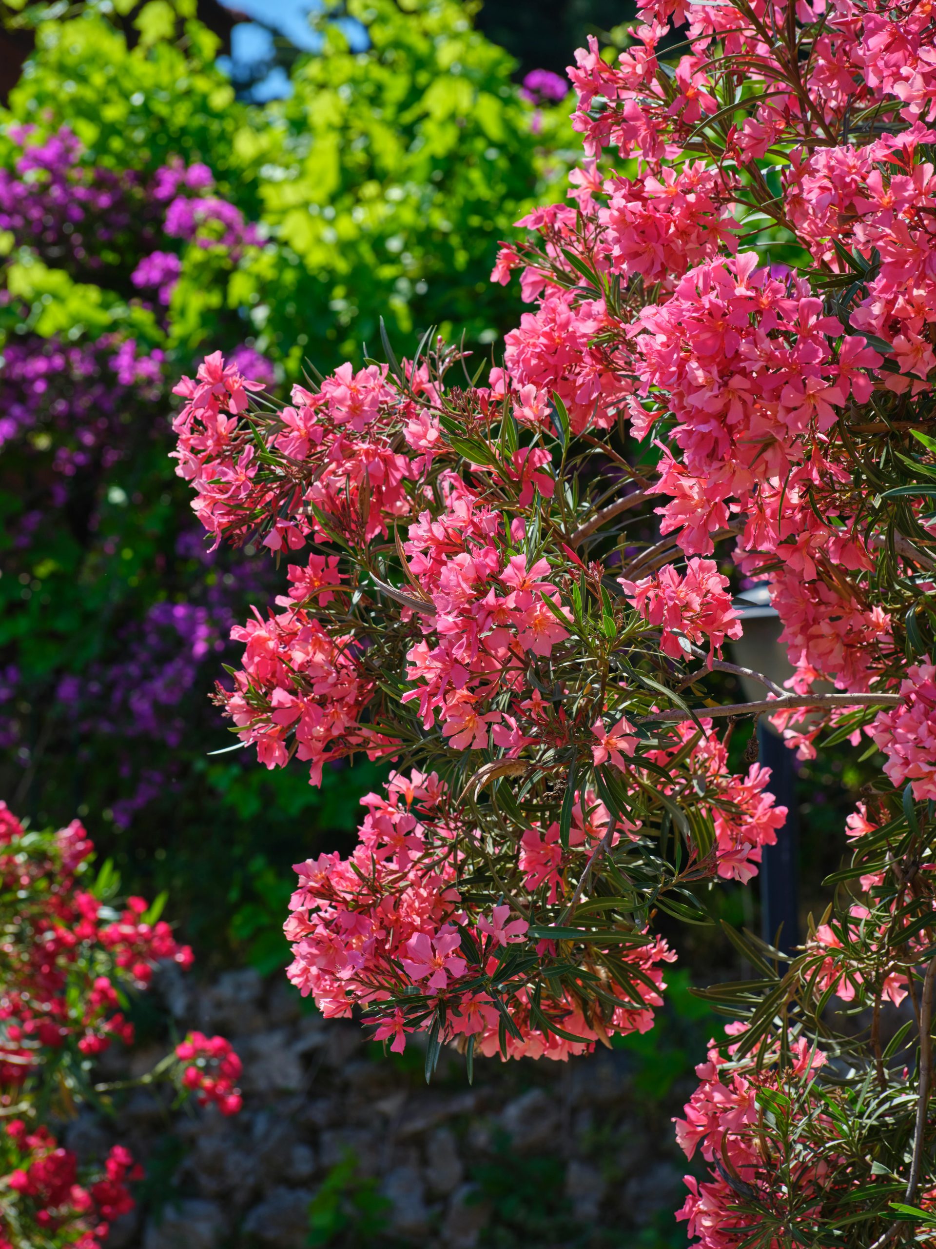 Tailler laurier rose - Guide complet