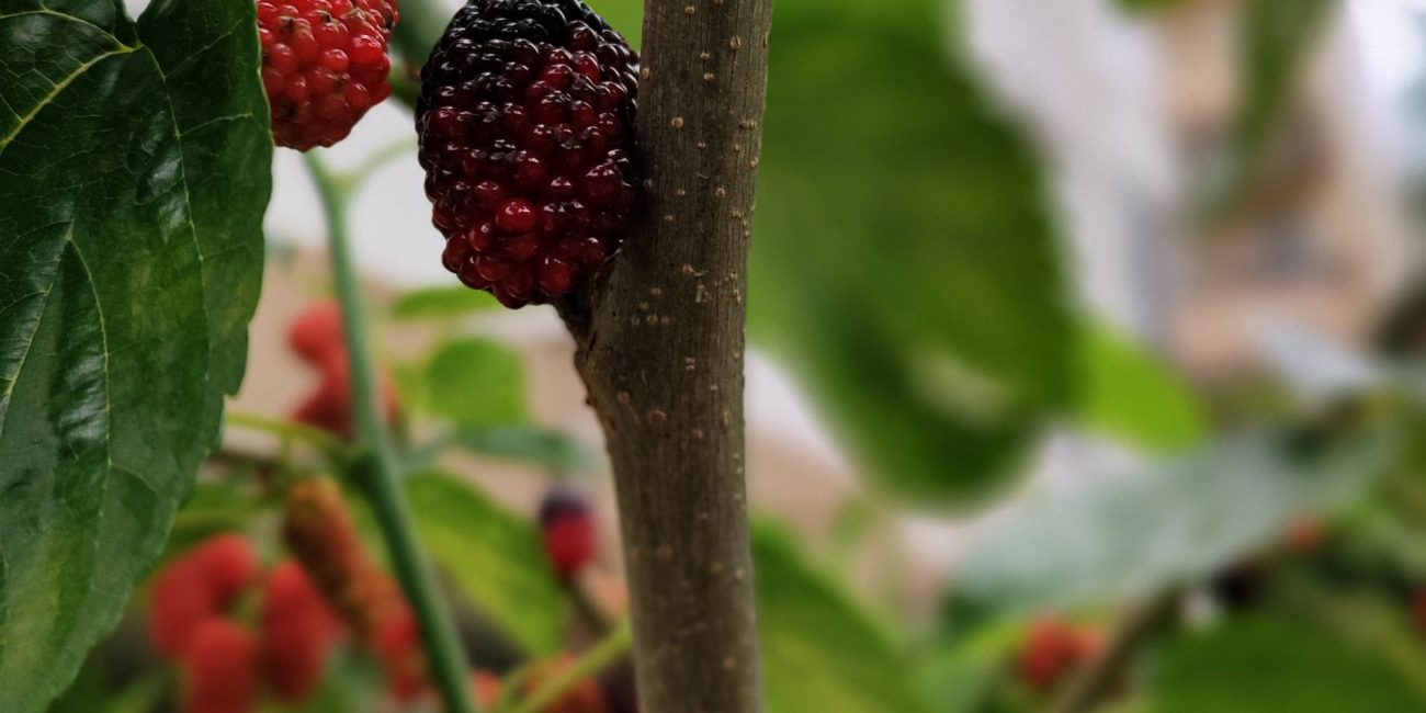 Detailed view of ripe and unripe mulberries on a branch among green leaves outdoors. Vue détaillée de mûres mûres et non mûres sur une branche parmi des feuilles vertes en extérieur.