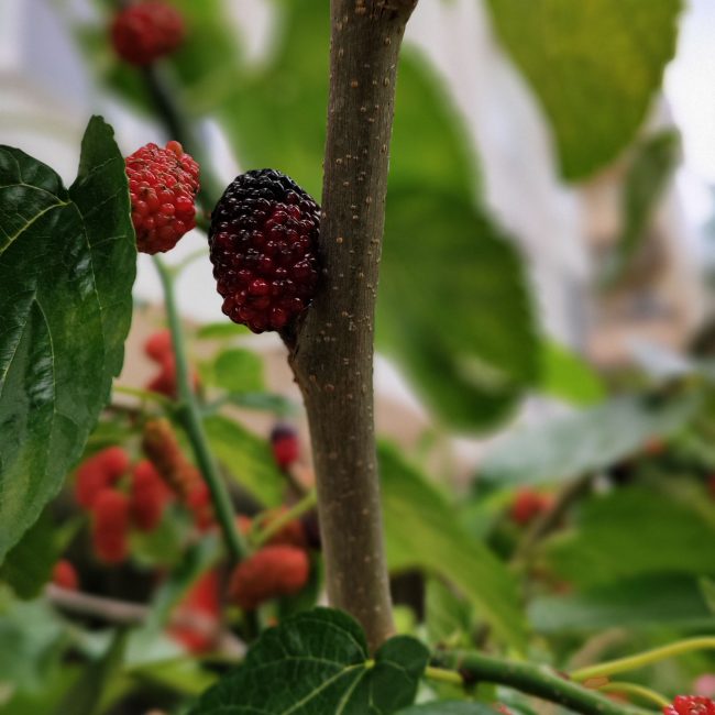 Detailed view of ripe and unripe mulberries on a branch among green leaves outdoors. Vue détaillée de mûres mûres et non mûres sur une branche parmi des feuilles vertes en extérieur.
