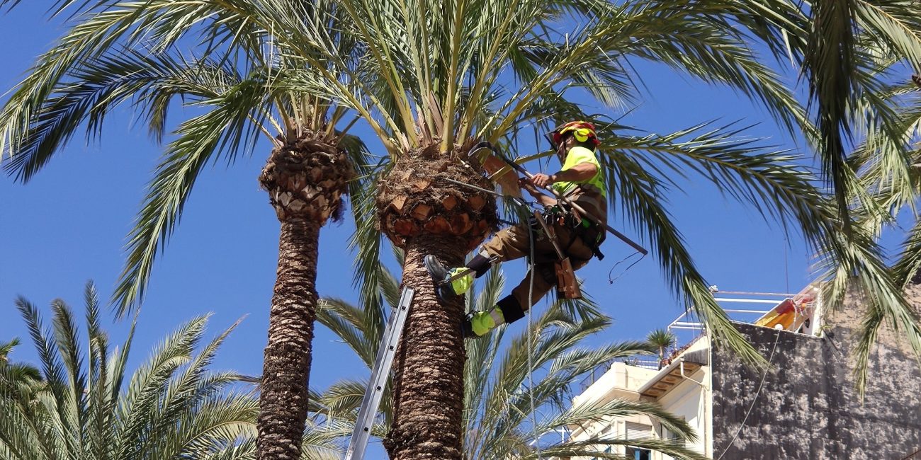 A worker is pruning a tall palm tree amidst urban buildings, showcasing city greenery management. Un ouvrier élague un grand palmier au milieu de bâtiments urbains, mettant en avant la gestion de la verdure en ville.
