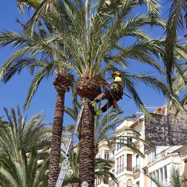 A worker is pruning a tall palm tree amidst urban buildings, showcasing city greenery management. Un ouvrier élague un grand palmier au milieu de bâtiments urbains, mettant en avant la gestion de la verdure en ville.